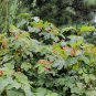 Viburnum Sargentii, Sargent Viburnum Seed 1000 PCS, Tian Mu Qiong Hua
