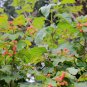 Viburnum Sargentii, Sargent Viburnum Seed 1000 PCS, Tian Mu Qiong Hua