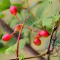Viburnum Sargentii, Sargent Viburnum Seed 1000 PCS, Tian Mu Qiong Hua