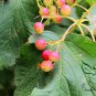 Viburnum Sargentii, Sargent Viburnum Seed 1000 PCS, Tian Mu Qiong Hua