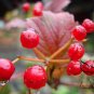 Viburnum Sargentii, Sargent Viburnum Seed 1000 PCS, Tian Mu Qiong Hua
