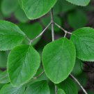 Viburnum Schensianum, Shensi Viburnum Seed 1000 PCS, Shan Xi Jia Mi