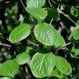 Viburnum Schensianum, Shensi Viburnum Seed 1000 PCS, Shan Xi Jia Mi