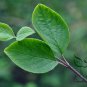 Viburnum Schensianum, Shensi Viburnum Seed 1000 PCS, Shan Xi Jia Mi
