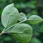 Viburnum Schensianum, Shensi Viburnum Seed 1000 PCS, Shan Xi Jia Mi