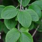 Viburnum Schensianum, Shensi Viburnum Seed 1000 PCS, Shan Xi Jia Mi