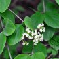 Viburnum Schensianum, Shensi Viburnum Seed 1000 PCS, Shan Xi Jia Mi