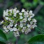 Viburnum Schensianum, Shensi Viburnum Seed 1000 PCS, Shan Xi Jia Mi