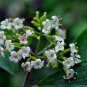 Viburnum Schensianum, Shensi Viburnum Seed 1000 PCS, Shan Xi Jia Mi