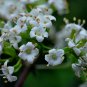 Viburnum Schensianum, Shensi Viburnum Seed 1000 PCS, Shan Xi Jia Mi