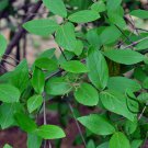 Viburnum Utile, Service Viburnum Seed 1000 PCS, Yan Guan Jia Mi