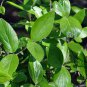 Viburnum Utile, Service Viburnum Seed 1000 PCS, Yan Guan Jia Mi