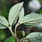 Viburnum Utile, Service Viburnum Seed 1000 PCS, Yan Guan Jia Mi