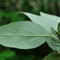 Viburnum Utile, Service Viburnum Seed 1000 PCS, Yan Guan Jia Mi