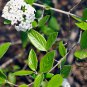 Viburnum Utile, Service Viburnum Seed 1000 PCS, Yan Guan Jia Mi