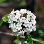 Viburnum Utile, Service Viburnum Seed 1000 PCS, Yan Guan Jia Mi