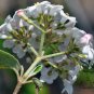 Viburnum Utile, Service Viburnum Seed 1000 PCS, Yan Guan Jia Mi
