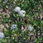 Viburnum Utile, Service Viburnum Seed 1000 PCS, Yan Guan Jia Mi