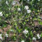 Viburnum Utile, Service Viburnum Seed 1000 PCS, Yan Guan Jia Mi