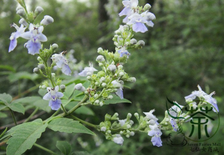 Vitex Negundo, Horseshoe Vitex Seed 1000 PCS, Huangjingzi