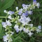 Vitex Negundo, Horseshoe Vitex Seed 1000 PCS, Huangjingzi