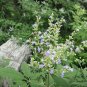 Vitex Negundo, Horseshoe Vitex Seed 1000 PCS, Huangjingzi