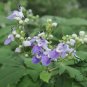 Vitex Negundo, Horseshoe Vitex Seed 1000 PCS, Huangjingzi