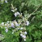 Vitex Negundo, Horseshoe Vitex Seed 1000 PCS, Huangjingzi