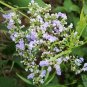 Vitex Negundo, Horseshoe Vitex Seed 1000 PCS, Huangjingzi