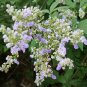 Vitex Negundo, Horseshoe Vitex Seed 1000 PCS, Huangjingzi