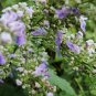 Vitex Negundo, Horseshoe Vitex Seed 1000 PCS, Huangjingzi