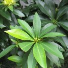 Xanthostemon Chrysanthus, Golden Penda Seed 200 PCS, Jin Pu Tao