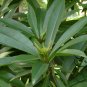 Xanthostemon Chrysanthus, Golden Penda Seed 200 PCS, Jin Pu Tao