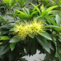 Xanthostemon Chrysanthus, Golden Penda Seed 200 PCS, Jin Pu Tao