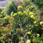 Xanthostemon Chrysanthus, Golden Penda Seed 200 PCS, Jin Pu Tao