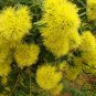 Xanthostemon Chrysanthus, Golden Penda Seed 200 PCS, Jin Pu Tao