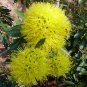 Xanthostemon Chrysanthus, Golden Penda Seed 200 PCS, Jin Pu Tao