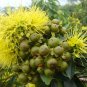 Xanthostemon Chrysanthus, Golden Penda Seed 200 PCS, Jin Pu Tao