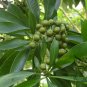 Xanthostemon Chrysanthus, Golden Penda Seed 200 PCS, Jin Pu Tao