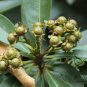 Xanthostemon Chrysanthus, Golden Penda Seed 200 PCS, Jin Pu Tao