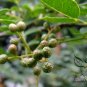 Zanthoxylum Bungeanum, Chinese Prickly-ash Seed 1000 PCS, Hua Jiao