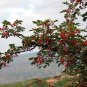Zanthoxylum Bungeanum, Chinese Prickly-ash Seed 1000 PCS, Hua Jiao