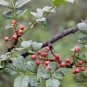Zanthoxylum Bungeanum, Chinese Prickly-ash Seed 1000 PCS, Hua Jiao