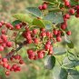 Zanthoxylum Bungeanum, Chinese Prickly-ash Seed 1000 PCS, Hua Jiao