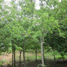 Zelkova Serrata, Japanese Zelkova Seed 1000 PCS, Japanese Elm Ju Shu