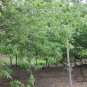 Zelkova Serrata, Japanese Zelkova Seed 1000 PCS, Japanese Elm Ju Shu