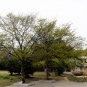 Zelkova Serrata, Japanese Zelkova Seed 1000 PCS, Japanese Elm Ju Shu