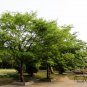 Zelkova Serrata, Japanese Zelkova Seed 1000 PCS, Japanese Elm Ju Shu