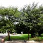 Zelkova Serrata, Japanese Zelkova Seed 1000 PCS, Japanese Elm Ju Shu