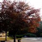 Zelkova Serrata, Japanese Zelkova Seed 1000 PCS, Japanese Elm Ju Shu